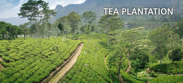 Tea Plantation