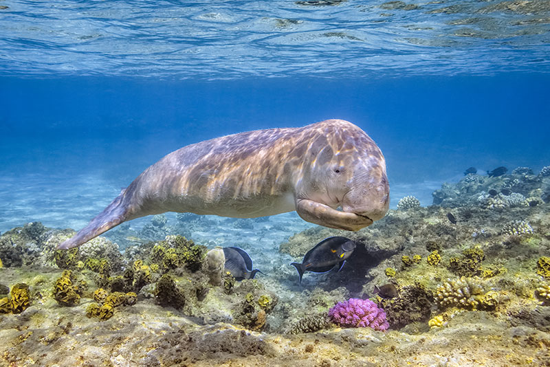 Dugongs