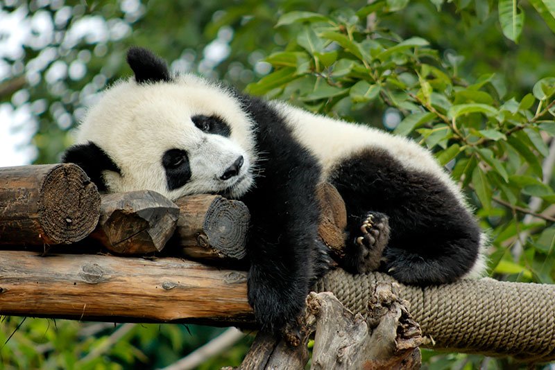 Giant Panda