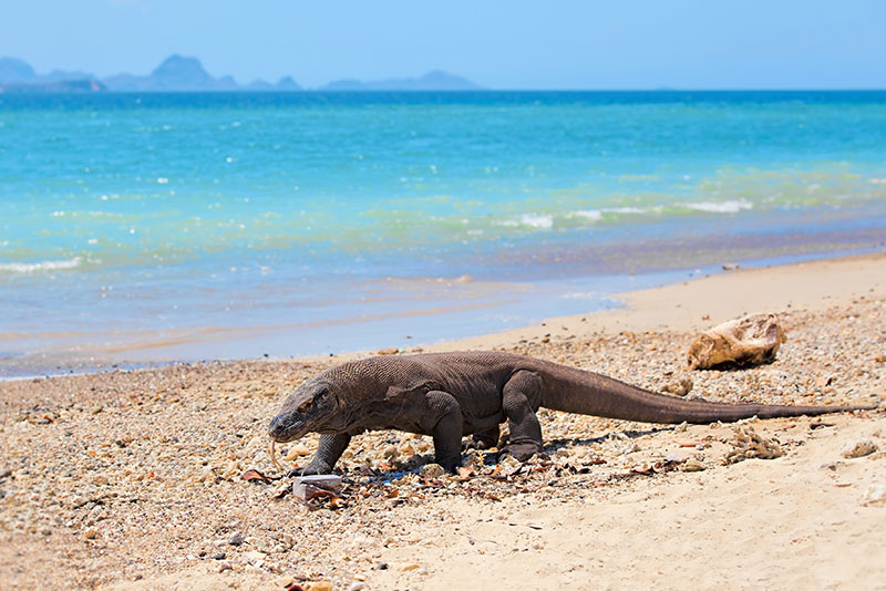 Komodo Dragon