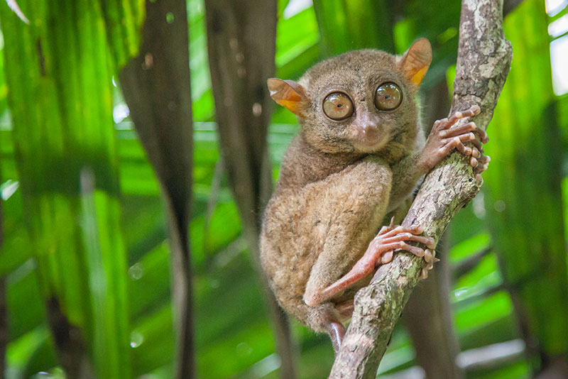 Philippine Tamarin