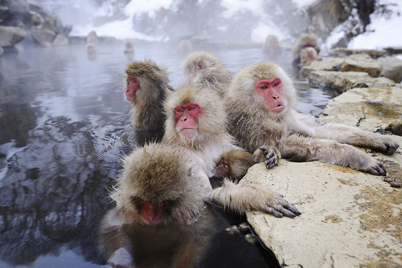 Snow Monkeys