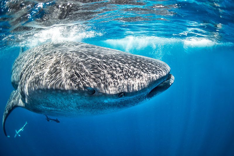 Whale Shark