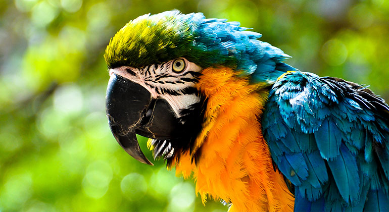 Parrot in Botanical Garden, Rio
