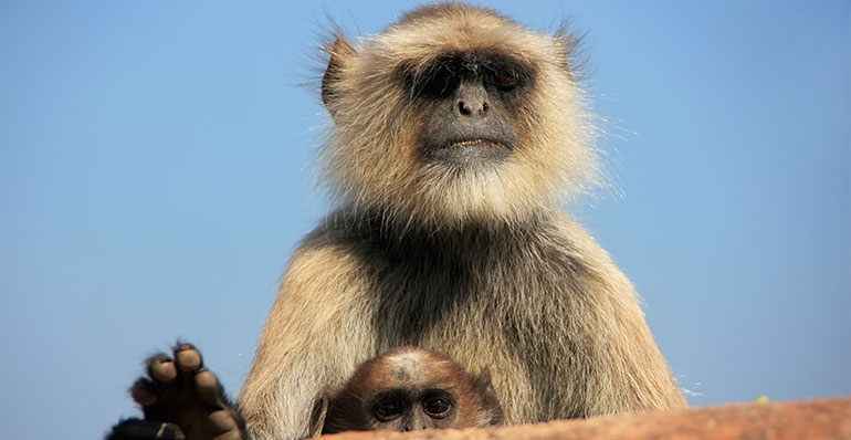 Gray Langur in Ranthambore National Park