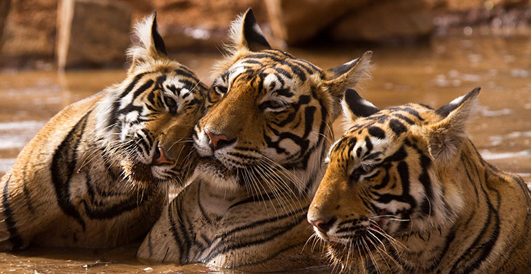 Family of Tigers in Ranthambore National Park