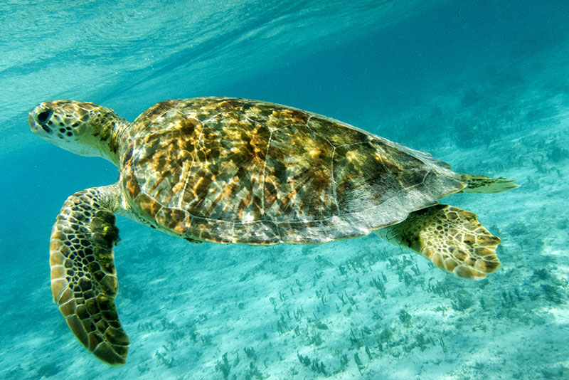 Tobago Cays Marine Park