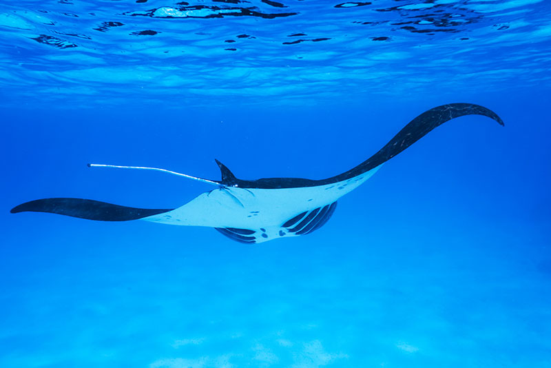 Manta Ray in the Maldives