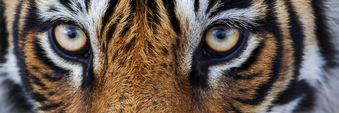 Everything you need to know to spot Tigers in India