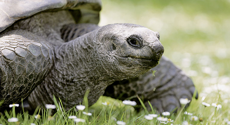 Seychelles Tortoise