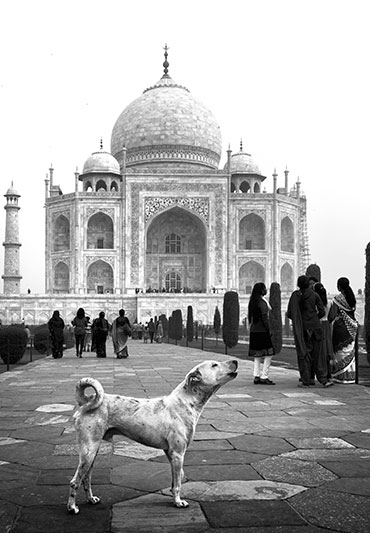 Dog howling at Taj Mahal, India