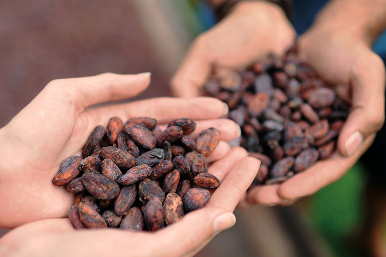 St Lucia cocoa beans