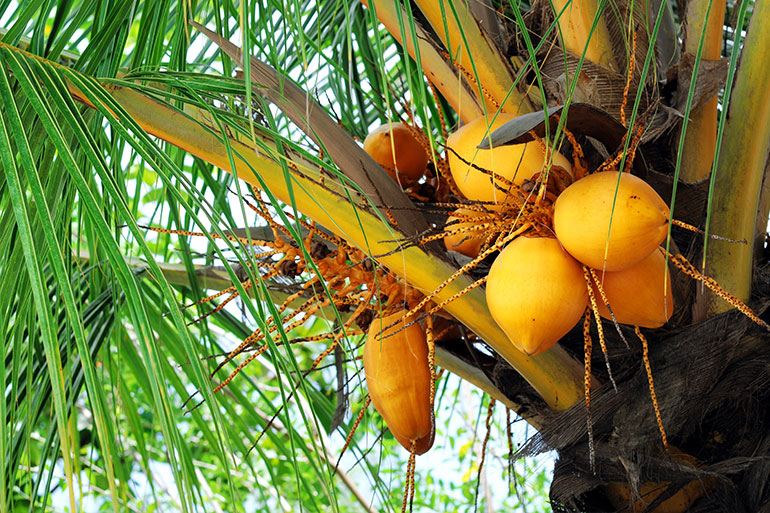 Maldivian Coconuts