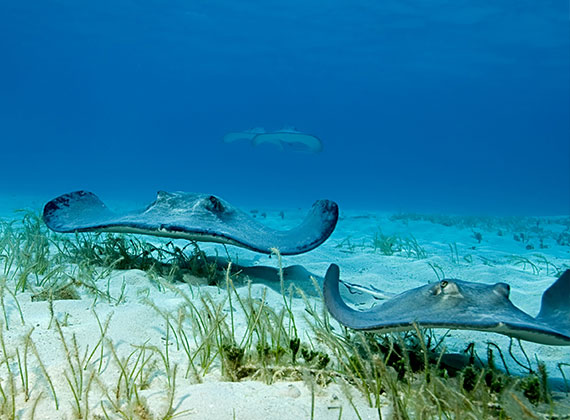 Stingray City