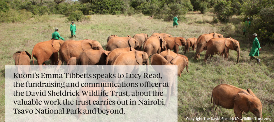 An elephant never forgets