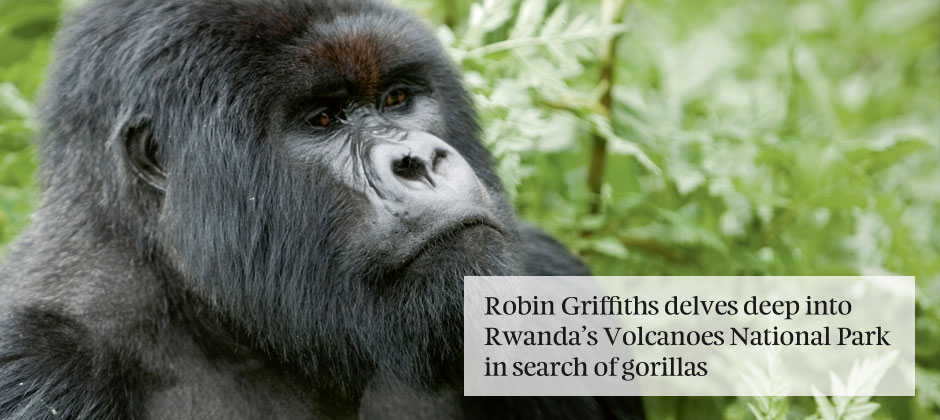 Gorillas in our midst