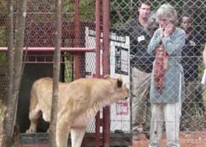 Virginia McKenna on a lion release