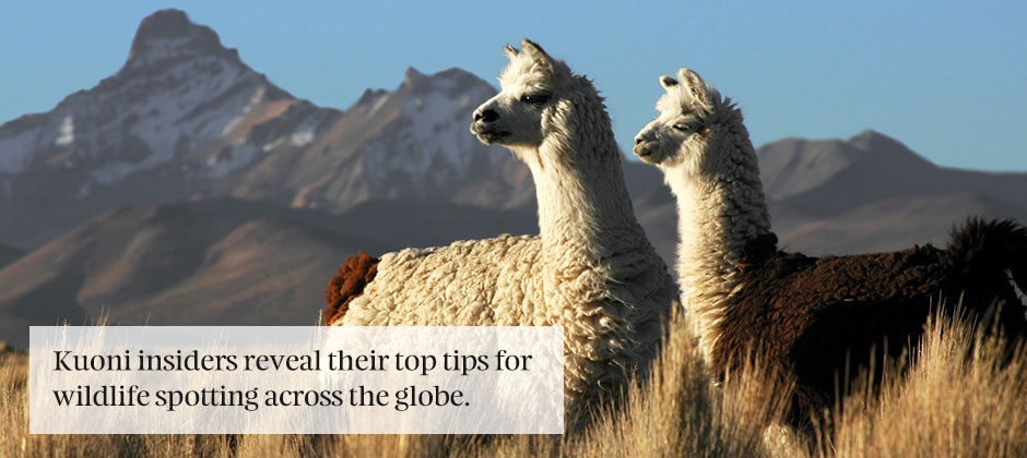 Wildlife tips – what you should know before you go