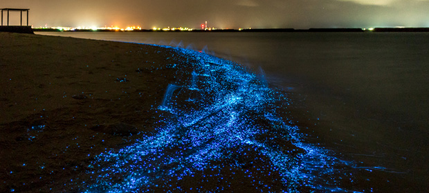 Bioluminescent Plankton | Maldives | Kuoni Travel