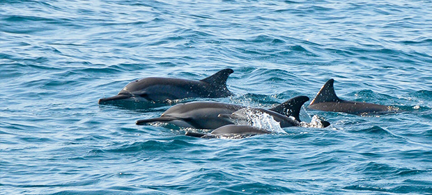 Image result for dolphins in maldives