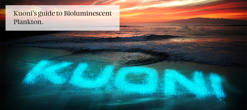 Bioluminescent Plankton Maldives Kuoni Travel 