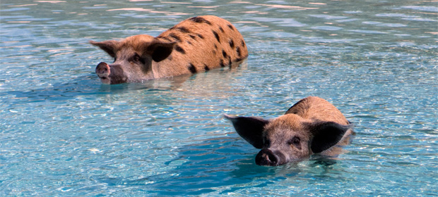 The swimming pigs of Pig Beach, Bahamas