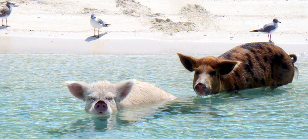 A couple of pigs relaxing on Pig Beach