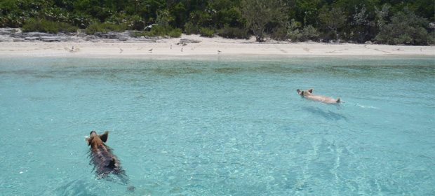 Taking a mid-afternoon swim to Pig Beach, Bahamas