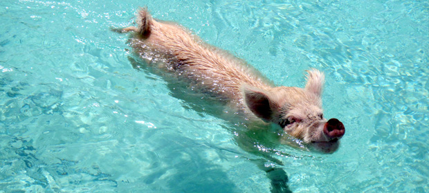 A swimming pig of Pig Beach, Bahamas