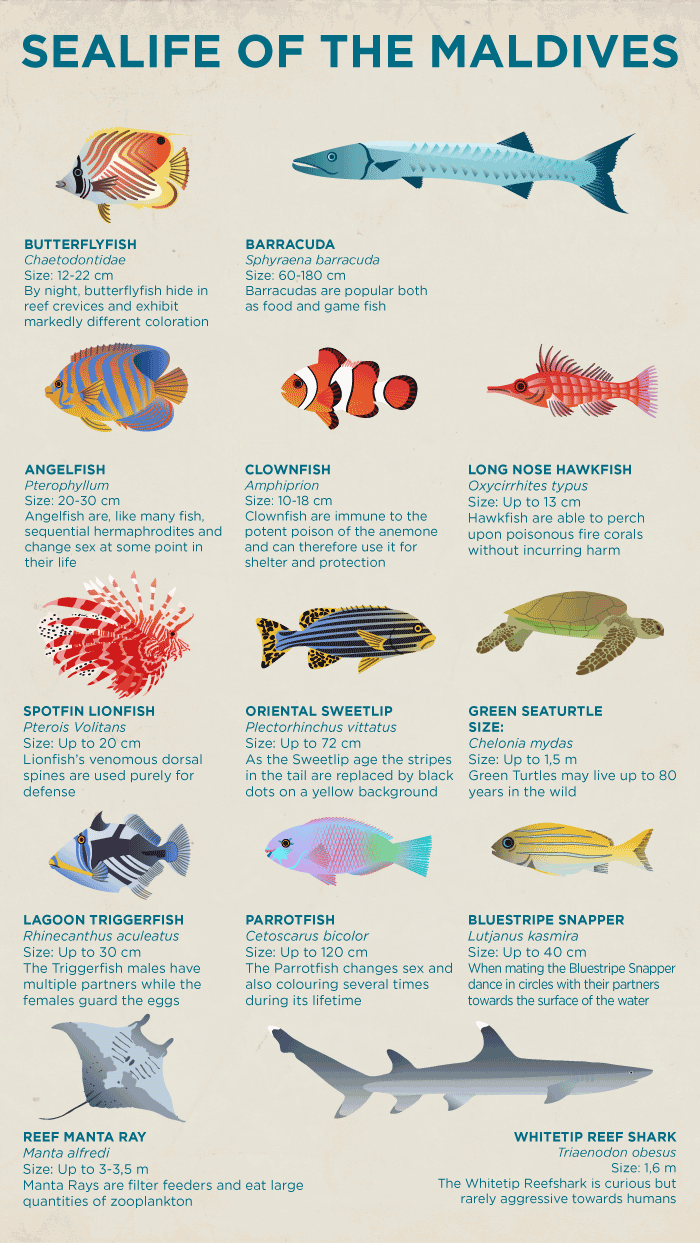 Clown Fish Identification Chart