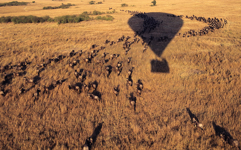 Hot air balloon over Maasai Mara