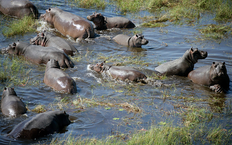 Hippos in the Delta