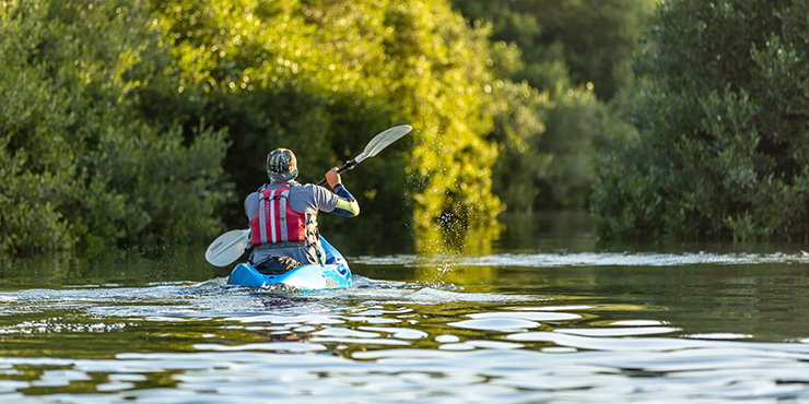 Kayak through the mangroves