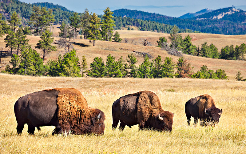 Buffalo at Custer State Park