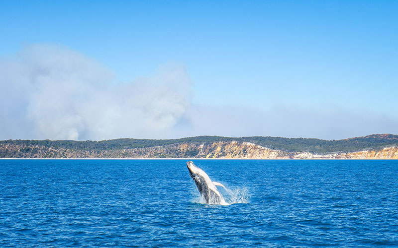 Whale in Hervey Bay