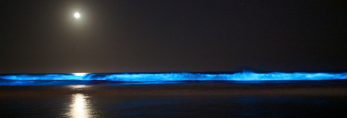 Bioluminescence In The | How The Sea