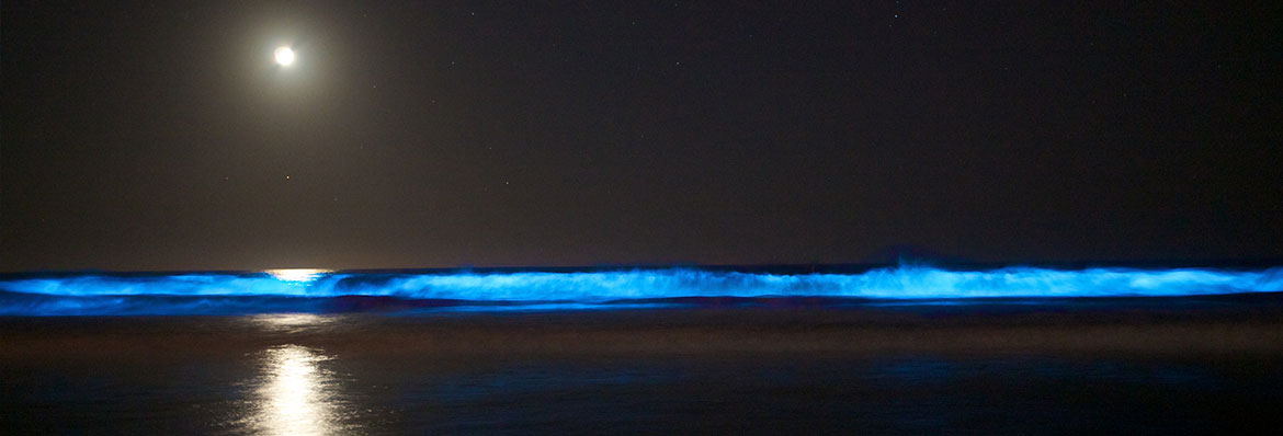 Bioluminescence In The Maldives How To See The Sea Sparkle