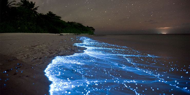 In The Maldives | How See The Sparkle