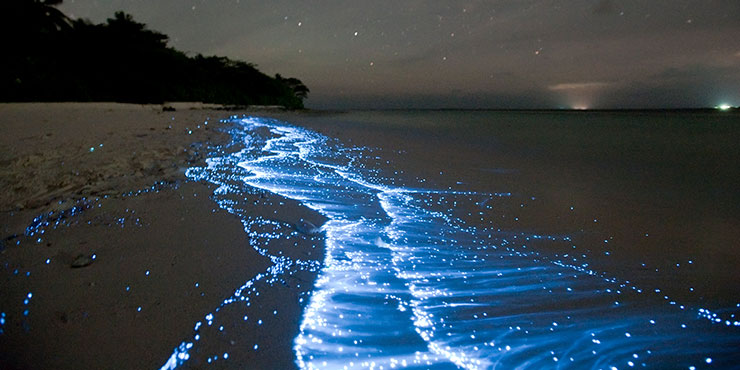 Bioluminescent Plankton on Maldives beach. © Doug Perrine
