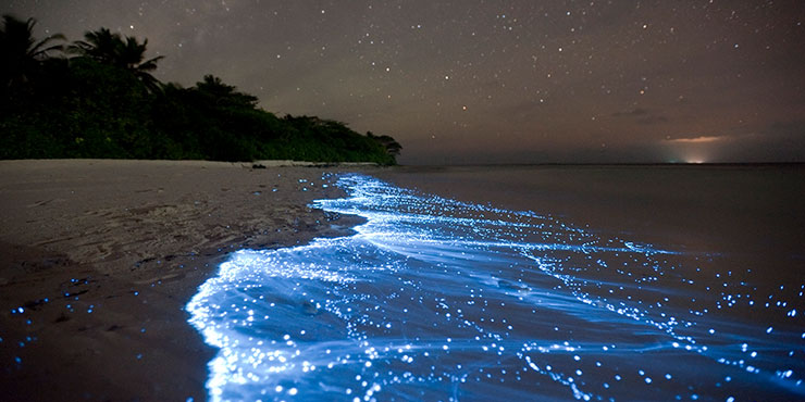 Bioluminescent Plankton at Vaadhoo Island, Maldives. © Doug Perrine
