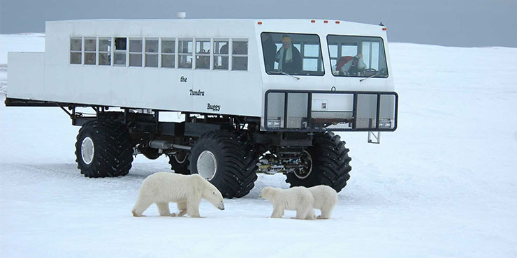 See polar bears in Churchill