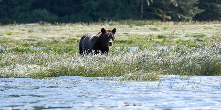 Grizzly bears at Knight Inlet