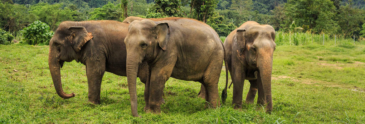 Ethical elephants: where to see these giants in Thailand