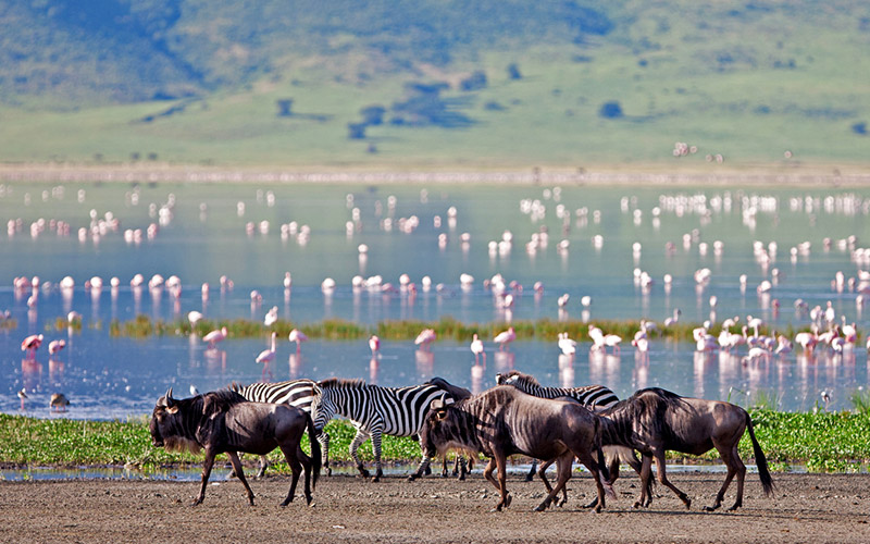 Wildebeest, zebra and flamingo at the Ngorongoro Crater