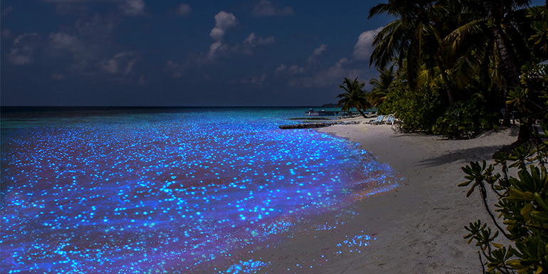 Bioluminescent plankton glowing in the Maldives