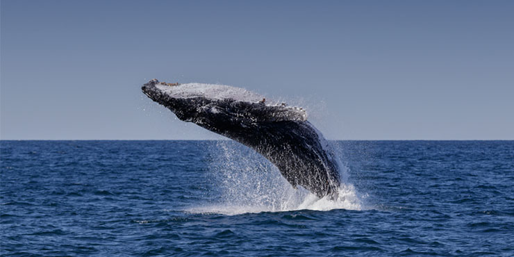 Humpback Whale, Port Stephens