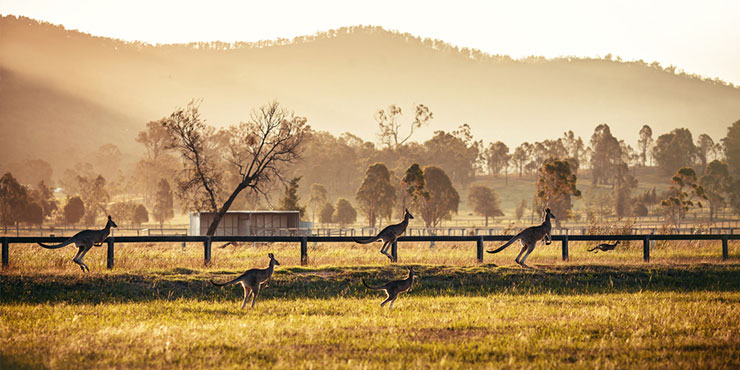 Kangaroo's in Hunter Valley