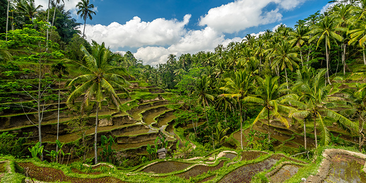 Rice terraces in Ubud