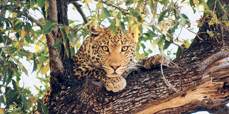 Leopard Safari