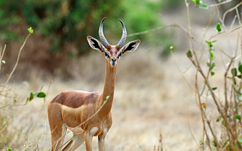 6 Of The Most Astounding Animals In Kenya | Kuoni Travel